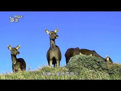 5隻鹿
