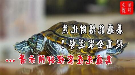 財位養烏龜