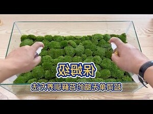青苔怎麼養