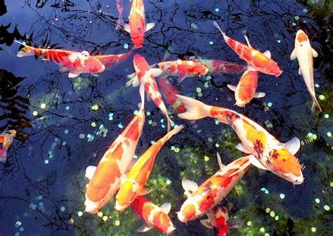 日本錦鯉魚
