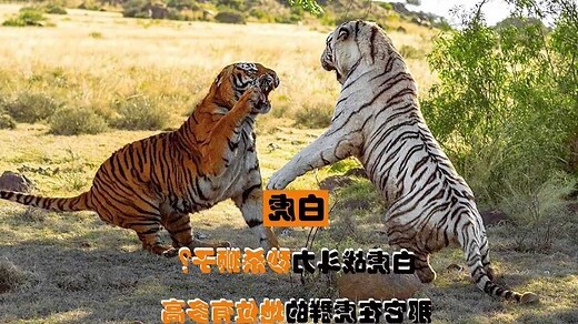 老虎