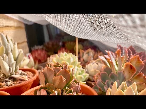 如何幫植物遮陽