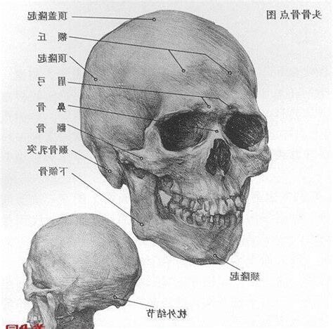 頭顱形狀