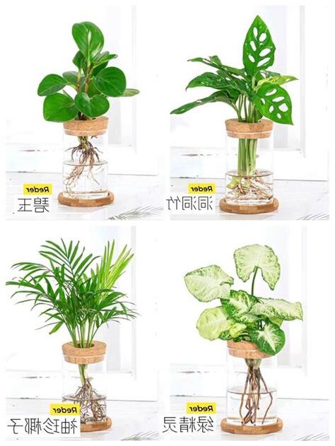水耕植物種類