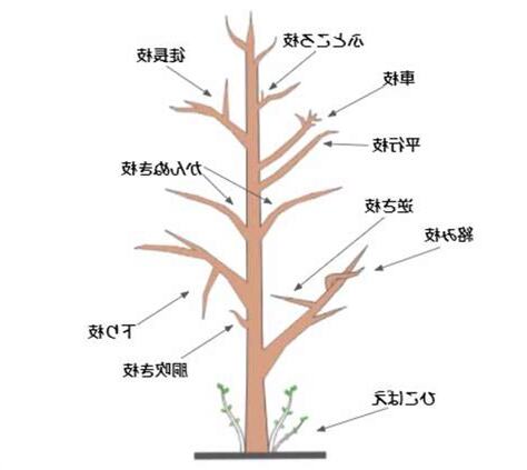 強榦弱枝