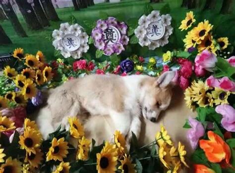 狗去世