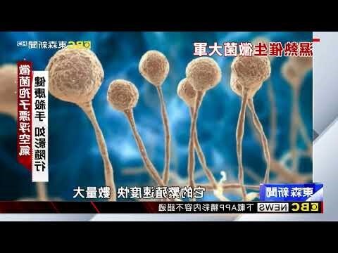 黴菌孢子