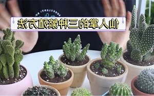 仙人掌科植物有哪些