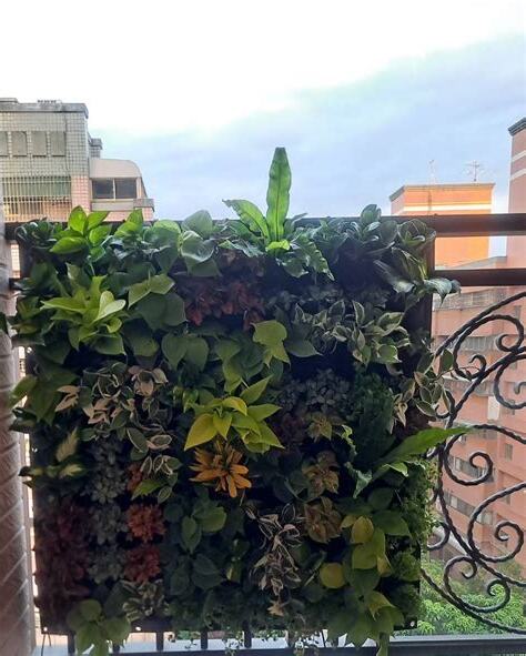 穿堂煞植物