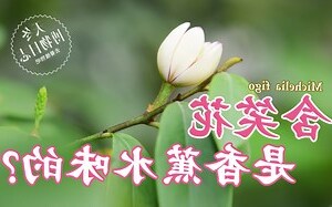 含笑花可以吃嗎