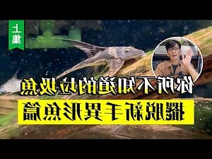 金色垃圾魚