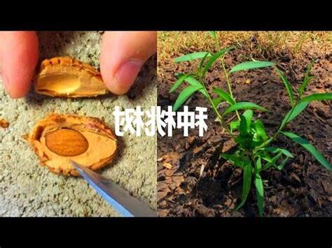 種桃樹