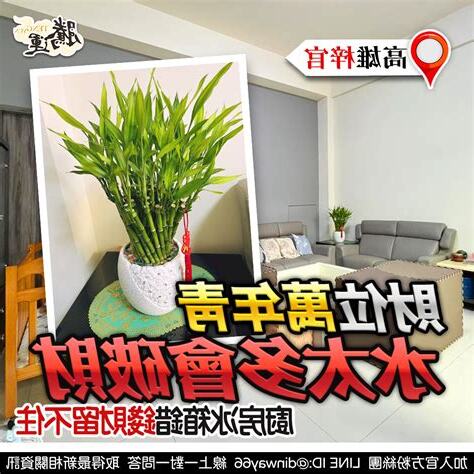 萬年青財位