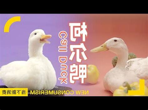 鴨子代表什麼