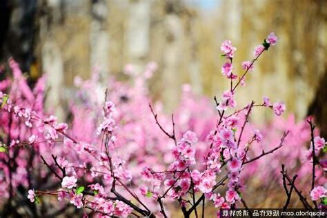 日桃花意思