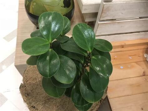 圓葉椒草日照