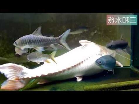 鐵甲武士魚種類