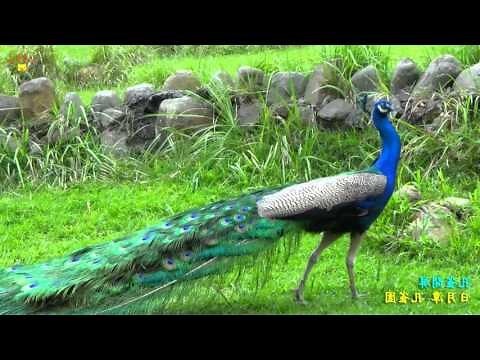 孔雀園