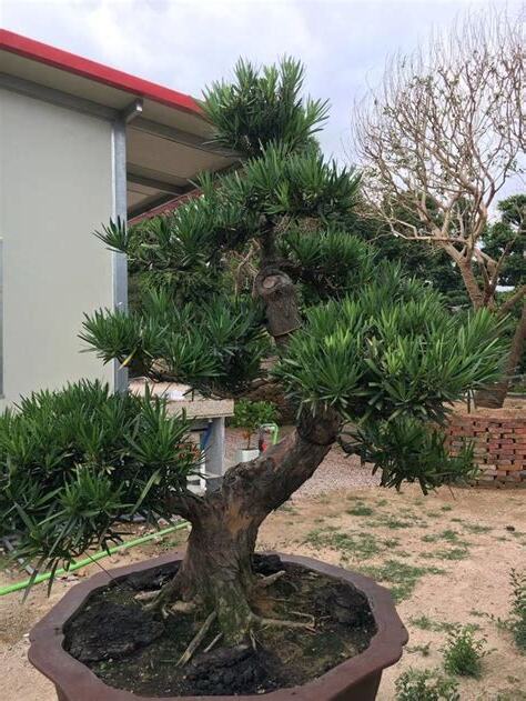 羅漢松擺放位置