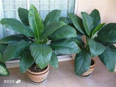 綠巨人植物風水