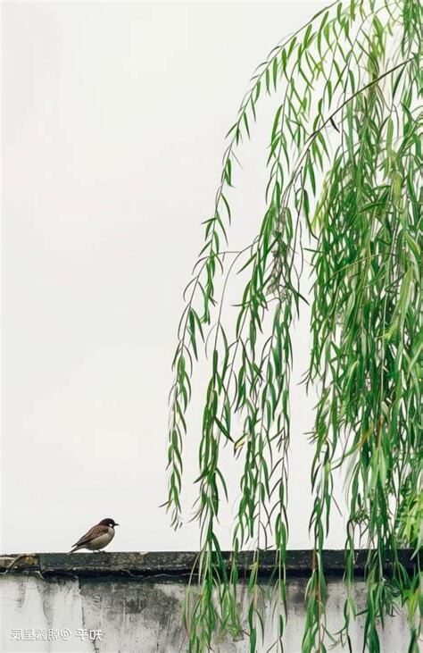 柳枝辟邪