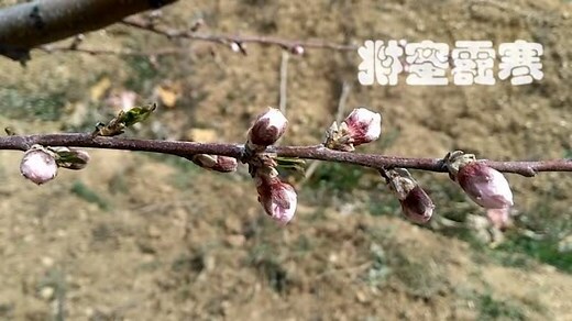 桃花枝作用