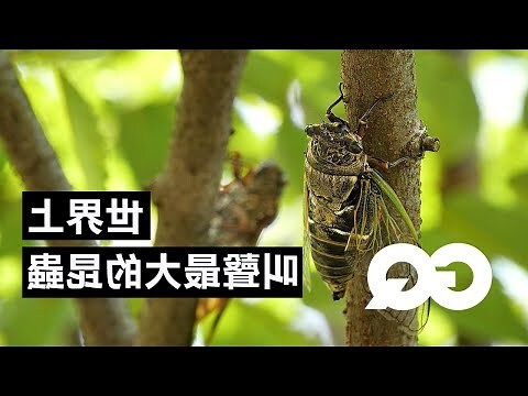 蟬的意思
