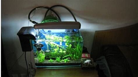 臥室養魚