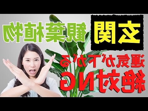 植物風水