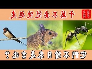 桌上很多螞蟻