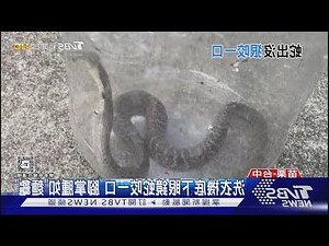 老鼠咬衣服