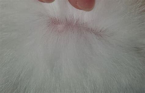 貓耳朵長痘痘