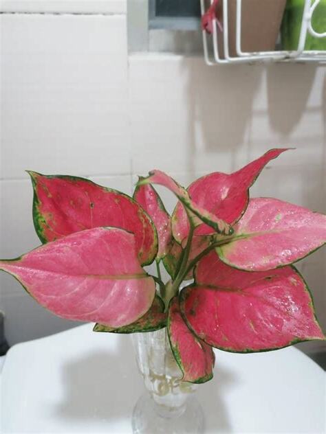 紅如意植物