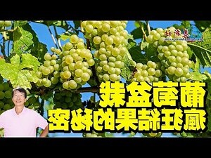 樹葡萄盆栽會結果嗎
