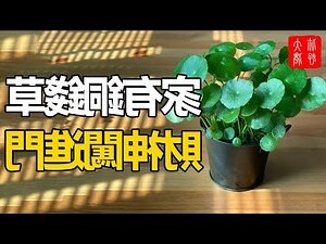 十帝銅錢功效