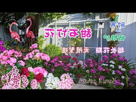 石竹花風水