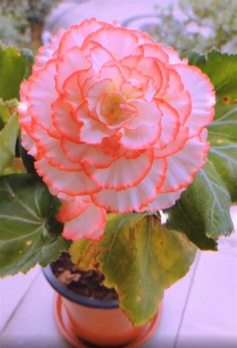 海棠茶花種植