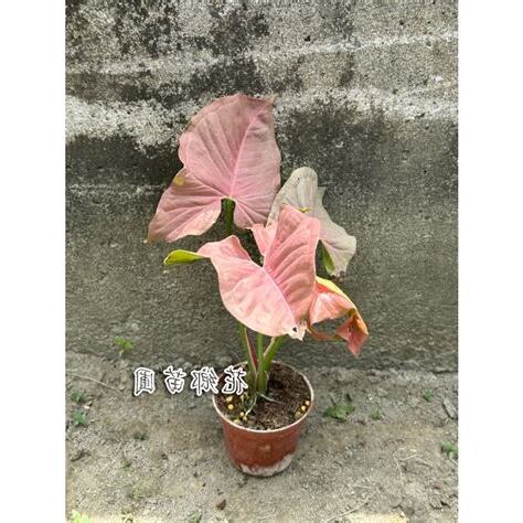 粉紅合果芋照顧