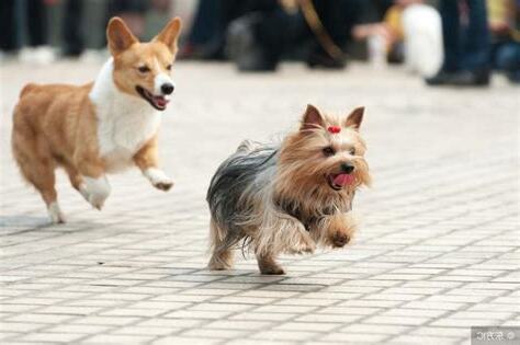 家裡養兩隻狗風水