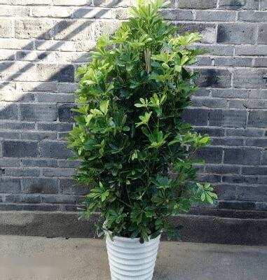 鴨掌木風水