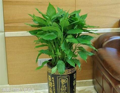適合放玄關的植物