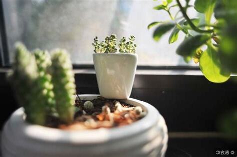 盆栽風水