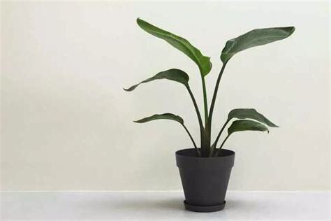 天堂鳥如何照顧