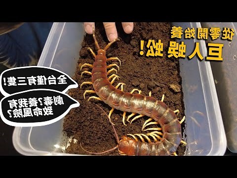 蜈蚣代表