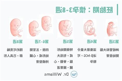 怎樣的人容易懷孕