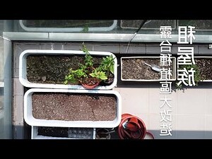 露台植物