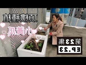頂樓耐曬植物