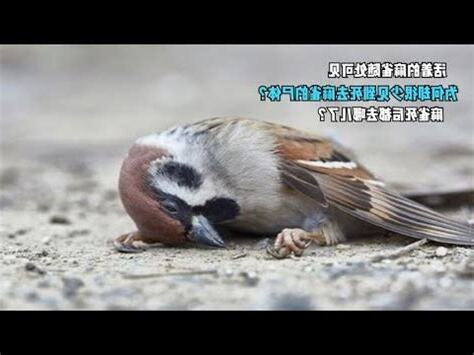 看到麻雀死掉
