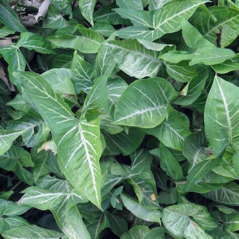 箭頭合果芋