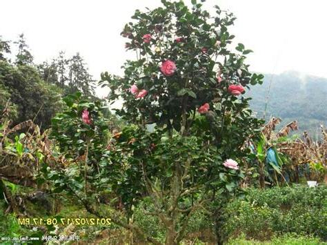 茶花树风水